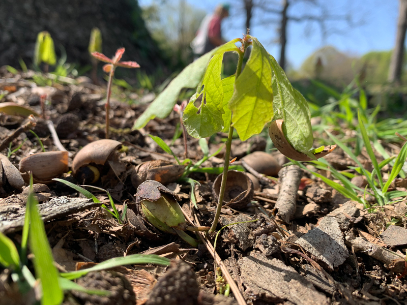 White Oak saplings