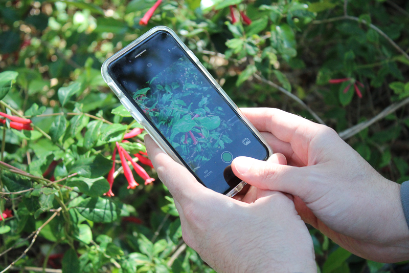 A City Nature Challenge participant taking an observation photo.