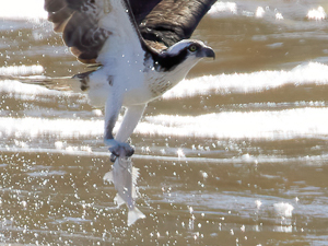 Osprey with a White Perch in its talons. Photo: Ellen Tinsley.