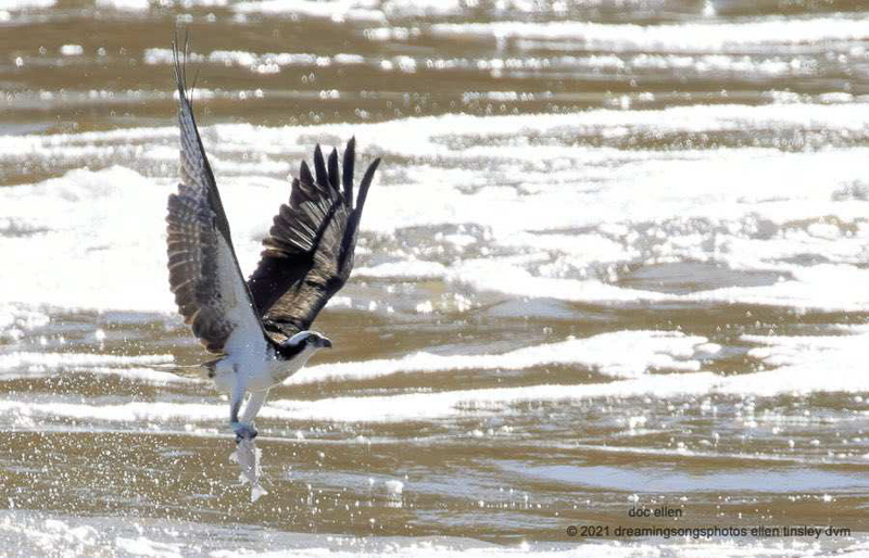 Osprey with a White Perch in its talons. Photo: Ellen Tinsley.