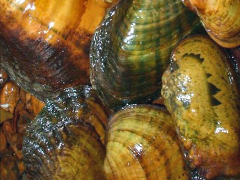 Native freshwater mussels (Unionidae) from Spring River in northern Arkansas. Photo: Chris Barnhart.