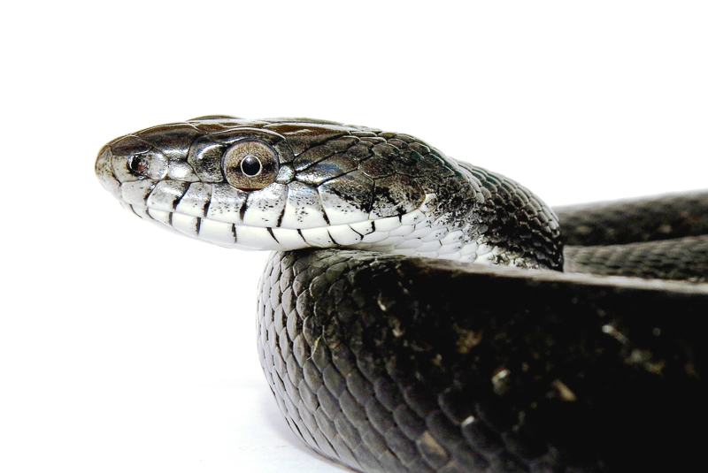 Eastern ratsnake - Panterophis alleghaniensis. Photo: Jeff Beane/NCMNS.