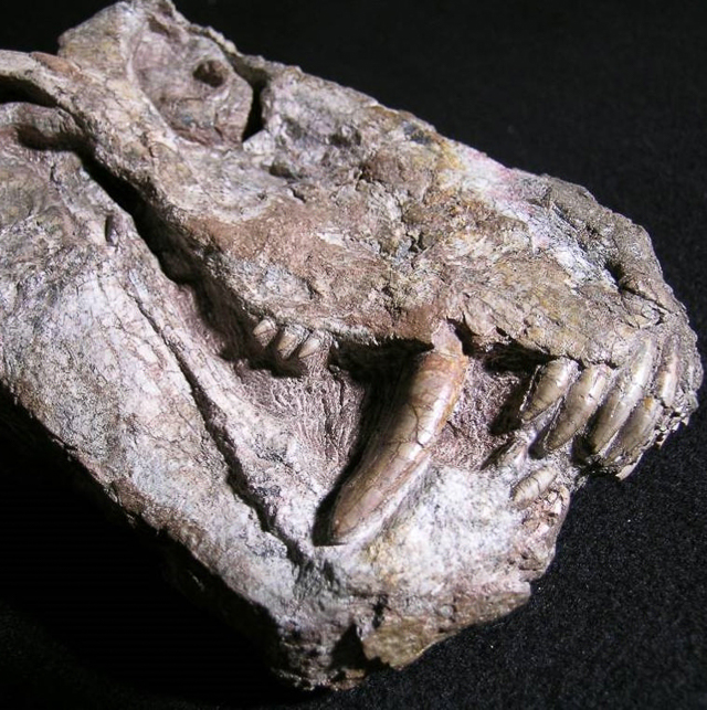 Skull of one of the large predators that died out in the end-Permian mass extinction.