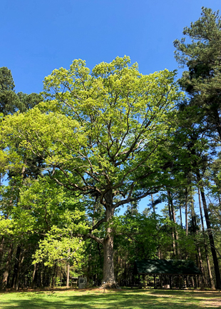 A mature White Oak tree.