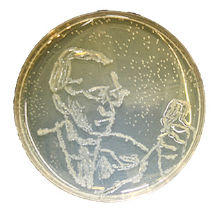 Marianne's bacterial sketch of Dr. Jonas Salk holding a vial of the polio vaccine.