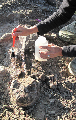 Excavating a Lystrosaurus fossil in South Africa’s Karoo Basin. Photo: Roger Smith.