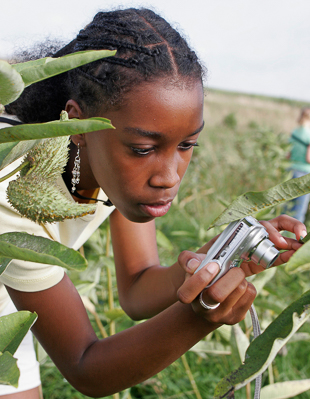 A girl taking a photo of a monarch caterpillar on milkweed.