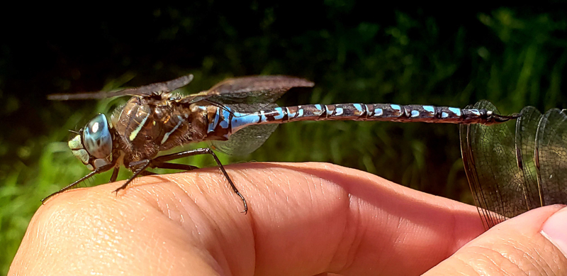 Dragonfly