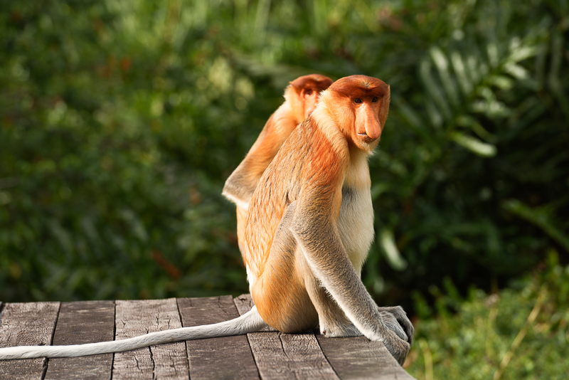 Proboscis Monkey