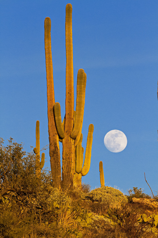 Saguaro moonrise.