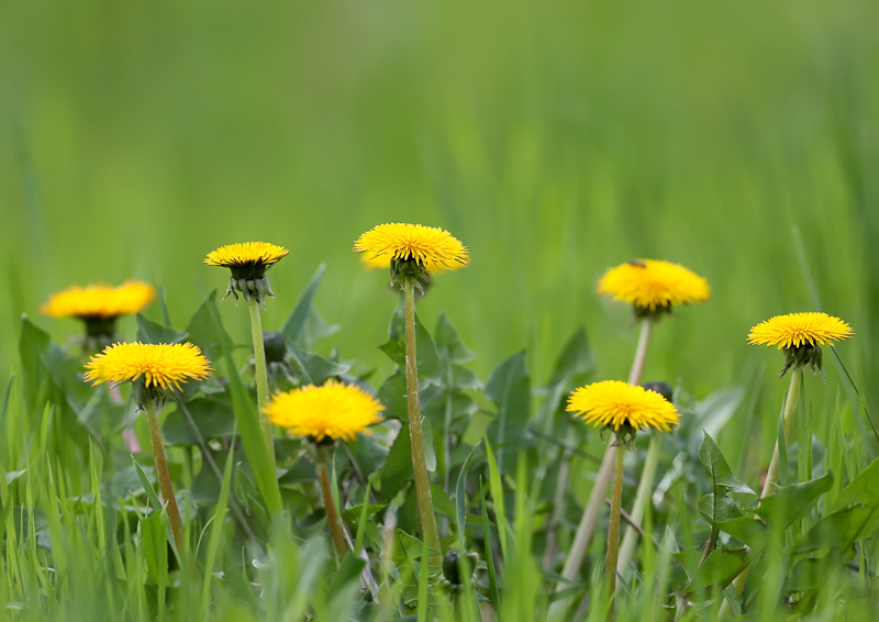 Yellow dandelions among grass.