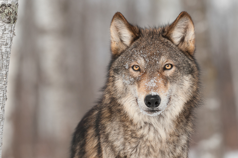 Grey Wolf looking straight at the camera.