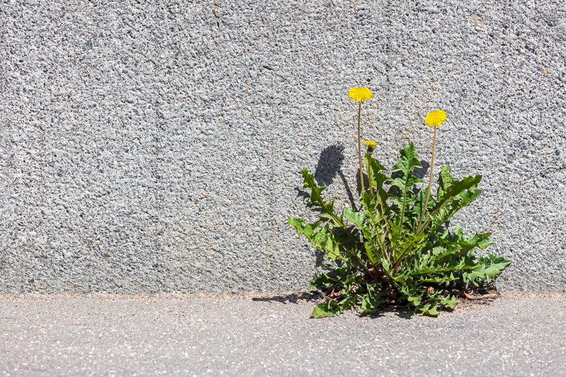 Dandelion growing between sidewalk and stone wall. 