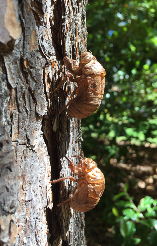 Cicada exuviae on tree trunk.