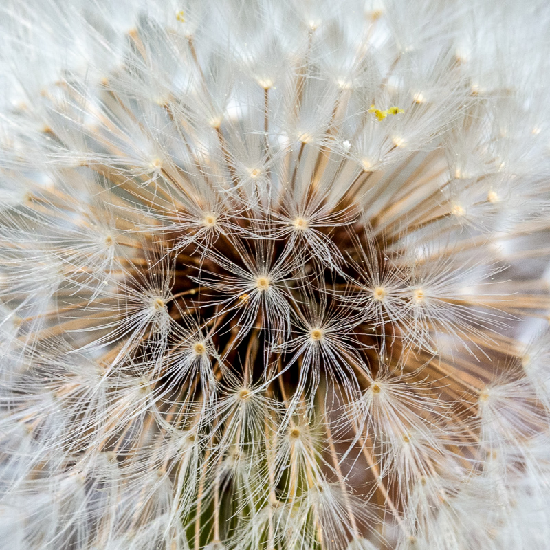 Macro photo of dandelion puffball. Photo: Karen Swain/NCMNS.