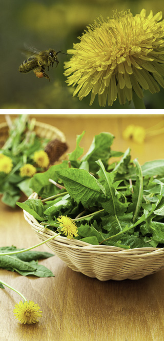 Bee approaching a dandelion: dandelion salad.