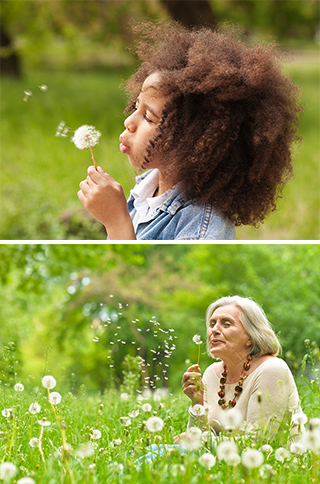 Young girl and senior woman blowing dandelion puffballs.