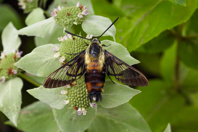 Snowberry Clearwing Moth. Chris Goforth.