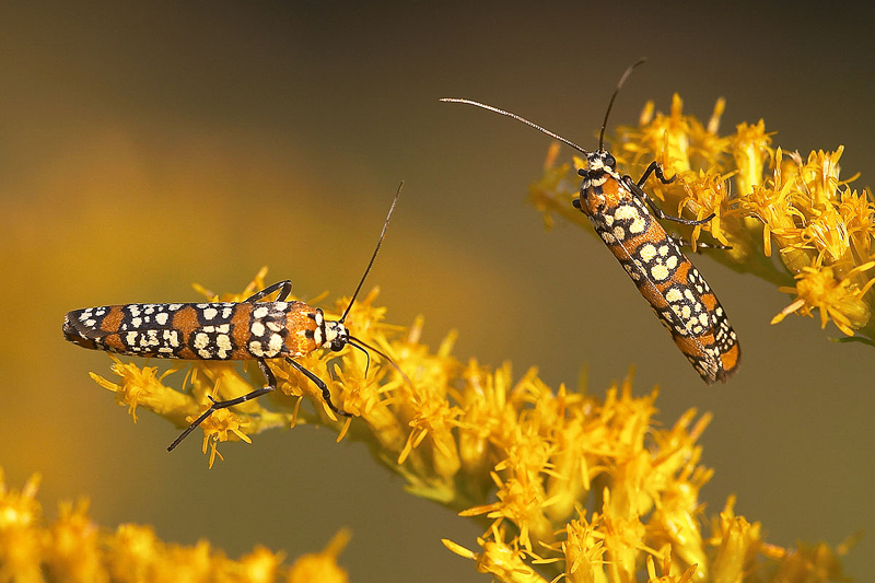 Alianthus Webworm Moths. Photo: Mike Dunn.