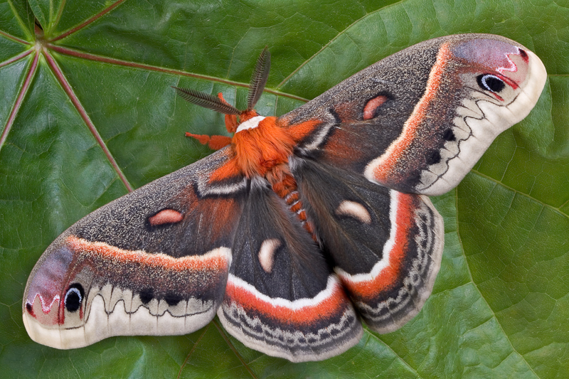 Cecropia Moth.