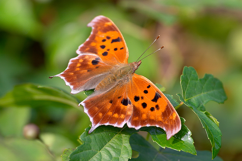 Question Mark Butterfly. Photo: Mike Dunn.