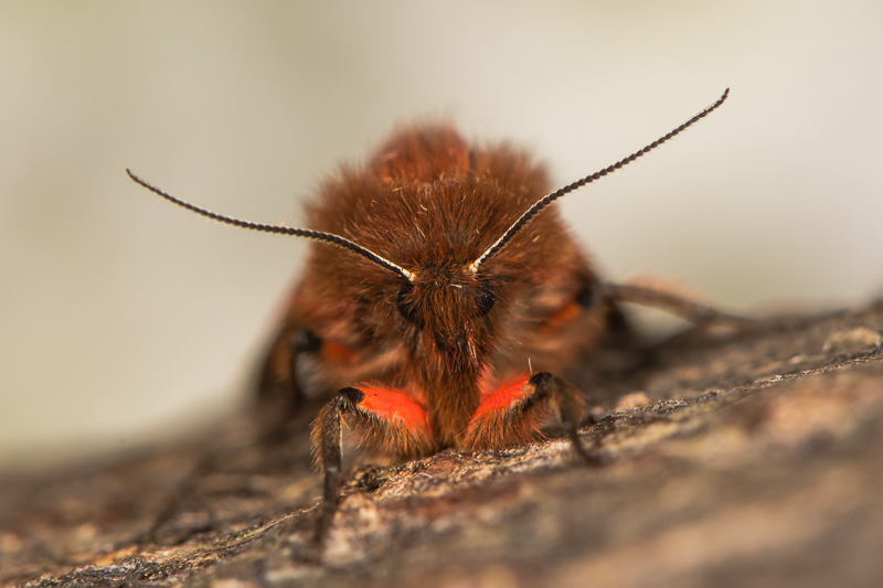Ruby Tiger Moth macro photo.