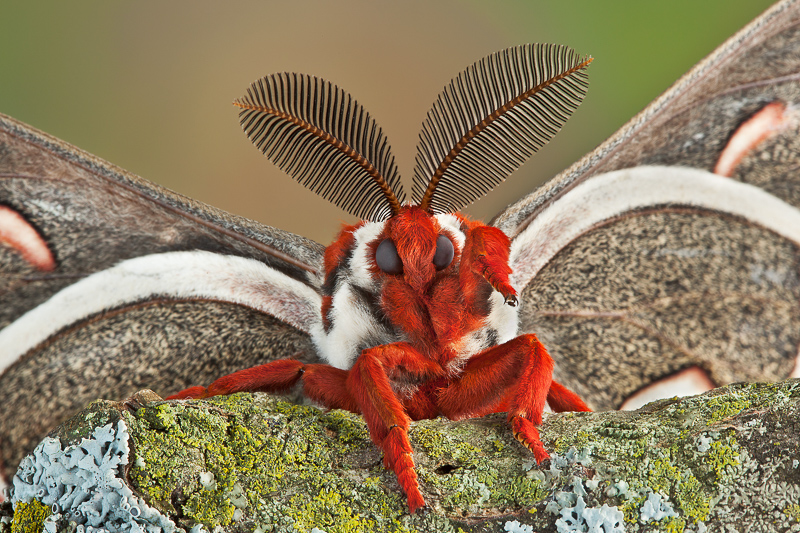 Cecropia Moth antennae.