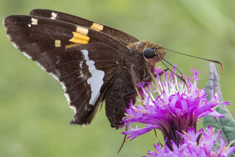 Silver-spotted skipper showing hooked antennae.