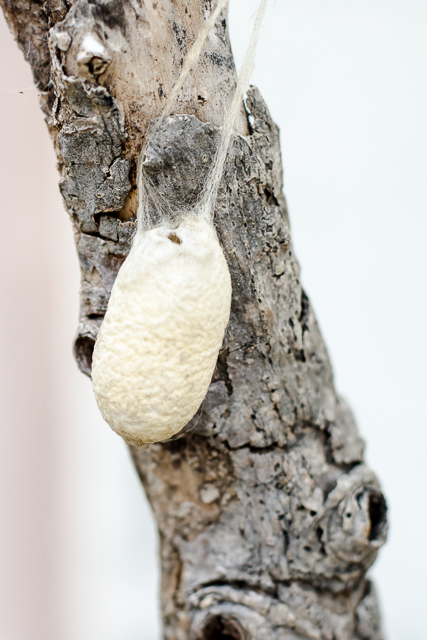 Silkworm cocoon.