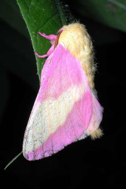 Rosy Maple Moth. Photo: Mike Dunn.