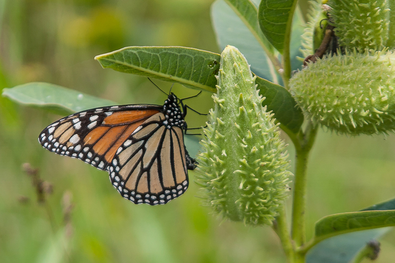 Monarch Butterfly. Photo: Mike Dunn.