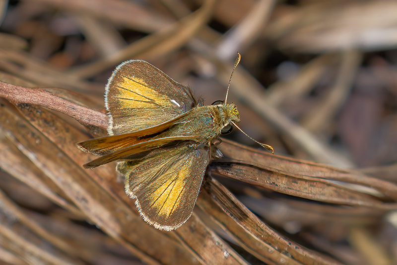 Whirlabout Grass Skipper at rest.