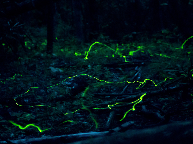 Blue Ghost fireflies dance above the ground in a moist area near a stream in Pisgah National Forest in late May.