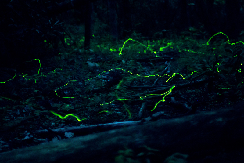 Blue Ghost Fireflies
