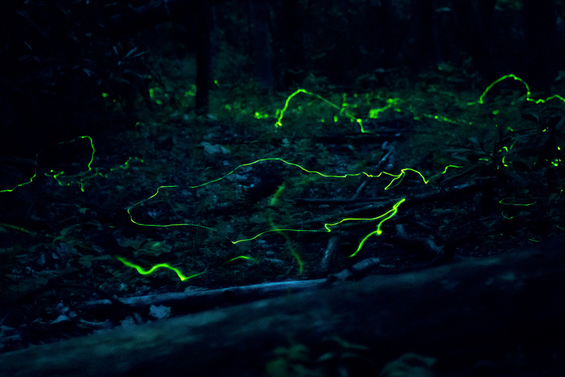 Blue Ghost Fireflies, Categories