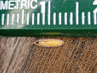 Female Piedmont Blue Ghost with ruler.