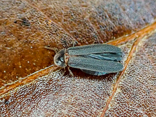 Male Piedmont Blue Ghost firefly.