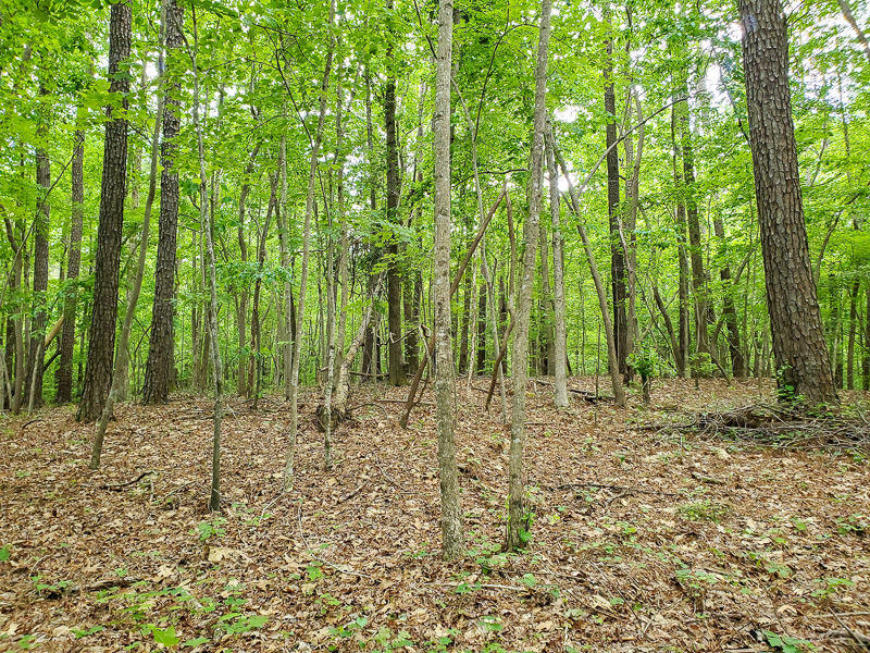 Blue Ghost Fireflies- Do You Have Them in Your Woods?