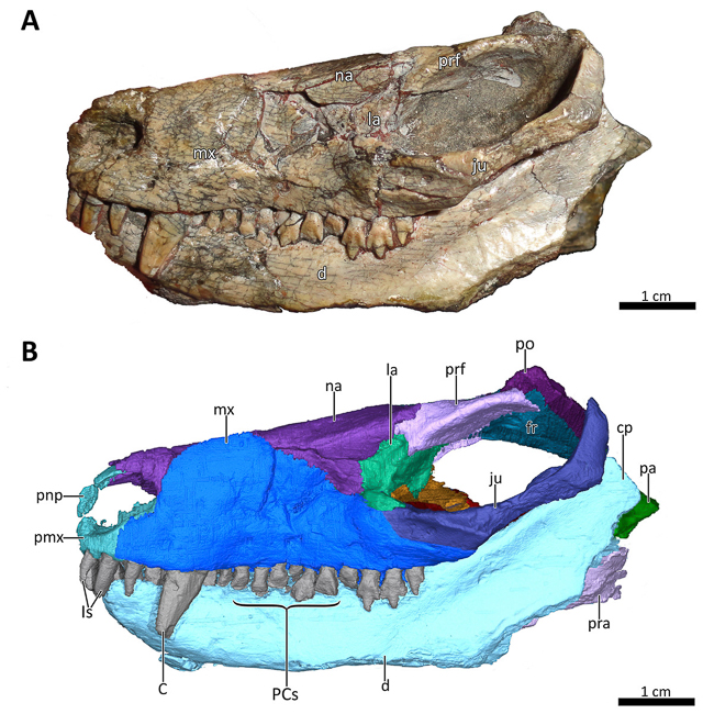 Partial skull of Bolotridon frerensis (top); CT-scan reconstruction of Bolotridon, (bottom).