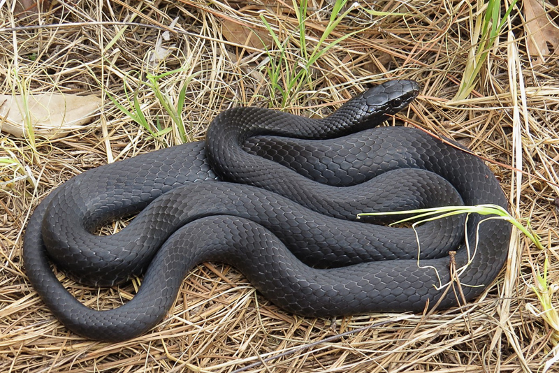 Black Racer (Coluber constrictor). Photo: Jeff Beane.