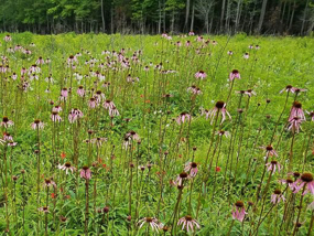 Field of Smooth Coneflowers.