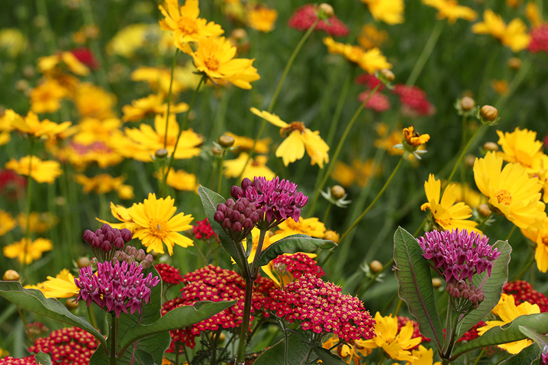 Lunchtime Discovery: Pollinator Paradise Garden Virtual Tour Programs ...