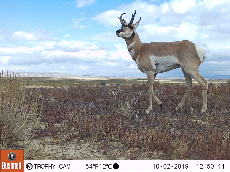 Pronghorn antelope