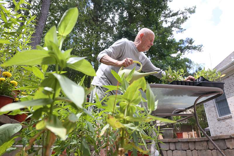 David Gagnon tends to milkweed plants.