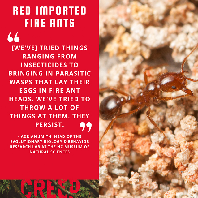 Red imported Fire Ants: [We've] tried things ranging from insecticides to bringing in parasitic wasps that lay their eggs in fire ant heads. We've tried to throw a lot of things at them. They persist. -Adrian Smith, Head of the Evolutionary Biology & Behavior Research Lab at the NC Museum of Natural Sciences.
