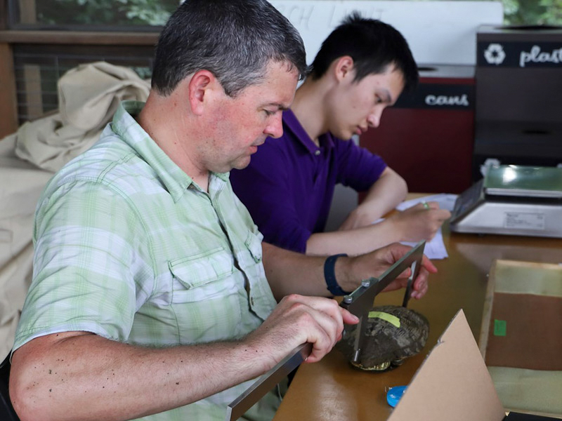 Dr. Bryan Stuart and NCSU researchers measure turtles at Prairie Ridge.