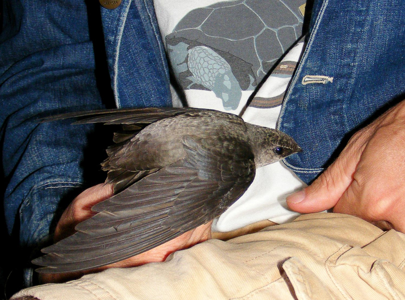Holding a rescued Chimney Swift.