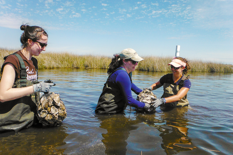 AmeriCorps members hip-deep in the water of an estuary with bags of bivalves.