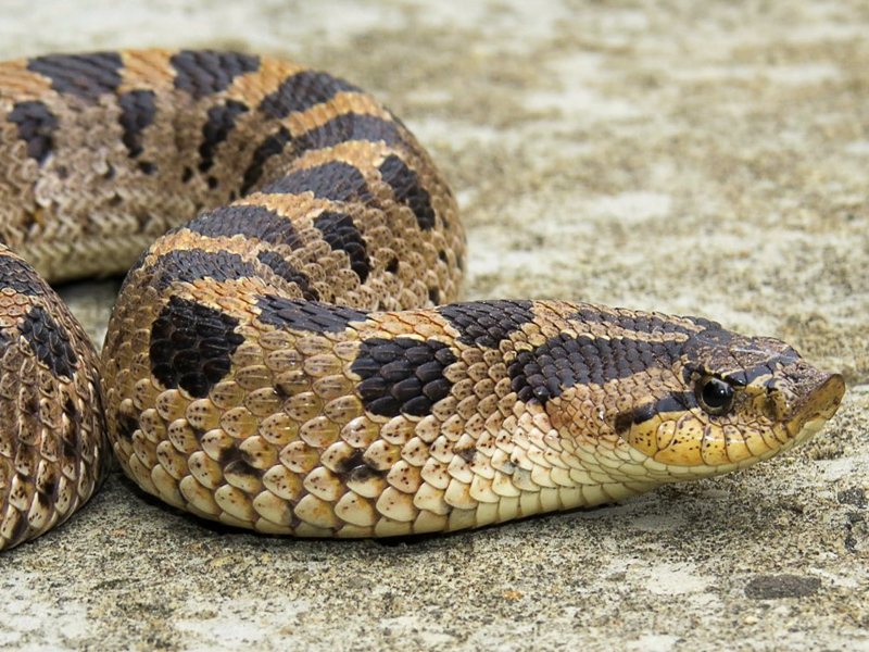 Southern Hognose Snake. Photo: Jeff Beane.