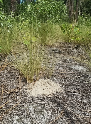 Burrow used as refugium and nest by Heterodon simus, Scotland County, North Carolina.